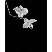 "Orchids" - Selenium toned Silver Gelatin Print - 2014