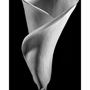 "Arum Lily" - Selenium toned Silver Gelatin Print - 2014