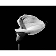"Arum Lily" - Selenium toned Silver Gelatin Print - 2014
