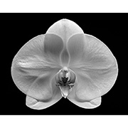 "Orchid" - Selenium toned Silver Gelatin Print - 2014