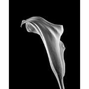 "Calla Lily" - Selenium toned Silver Gelatin Print - 2014