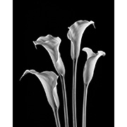"Calla Lilies" - Selenium toned Silver Gelatin Print - 2014
