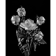 "Roses" - Selenium toned Silver Gelatin Print - 2014