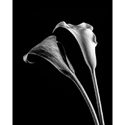 "Calla Lilies" - Selenium toned Silver Gelatin Print - 2014