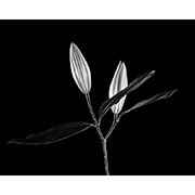 "Lily" - Selenium toned Silver Gelatin Print - 2014