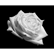 "Rose" - Selenium toned Silver Gelatin Print - 2014