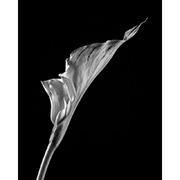"Flower" - Selenium toned Silver Gelatin Print - 2014