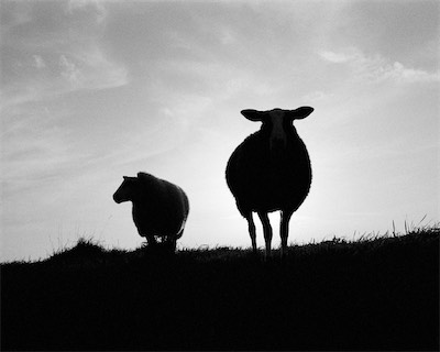 Sea, Sand and Land #73